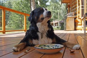 bernese-mountain-dog-208092-pet-friendly-header-raleigh-pet-sitters