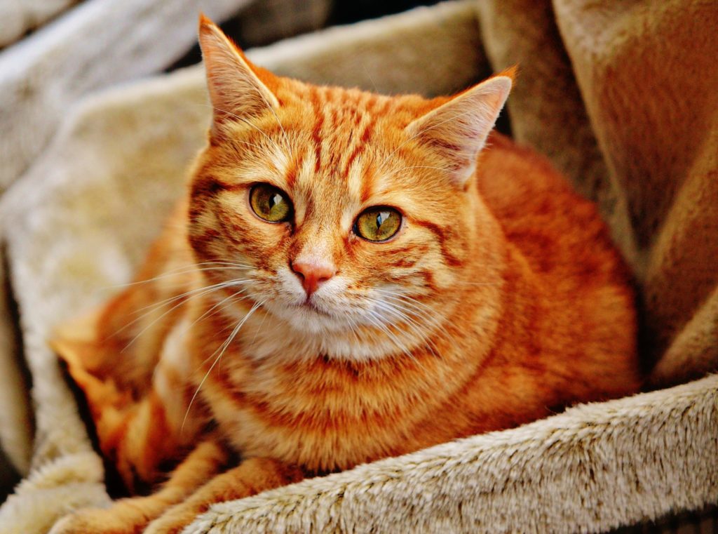 cat-1046544-raleigh-pet-sitters cat trivia