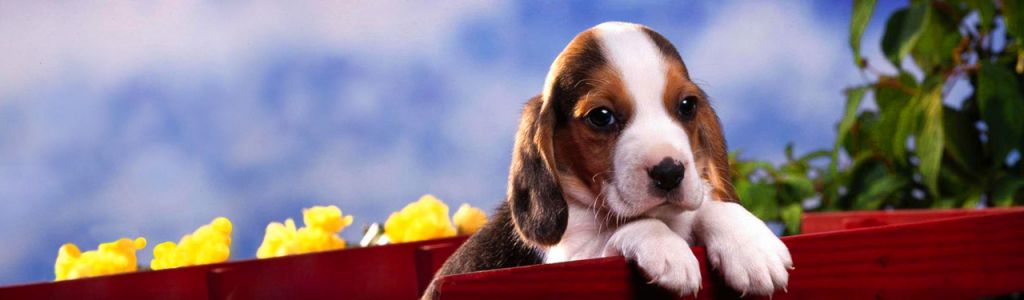 cute-english-beagle-puppy-website-header