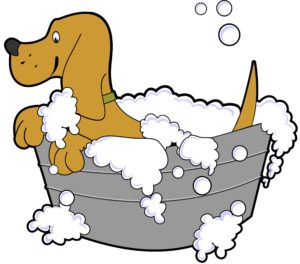 dog-990304-dog-washing-raleigh-pet-sitters