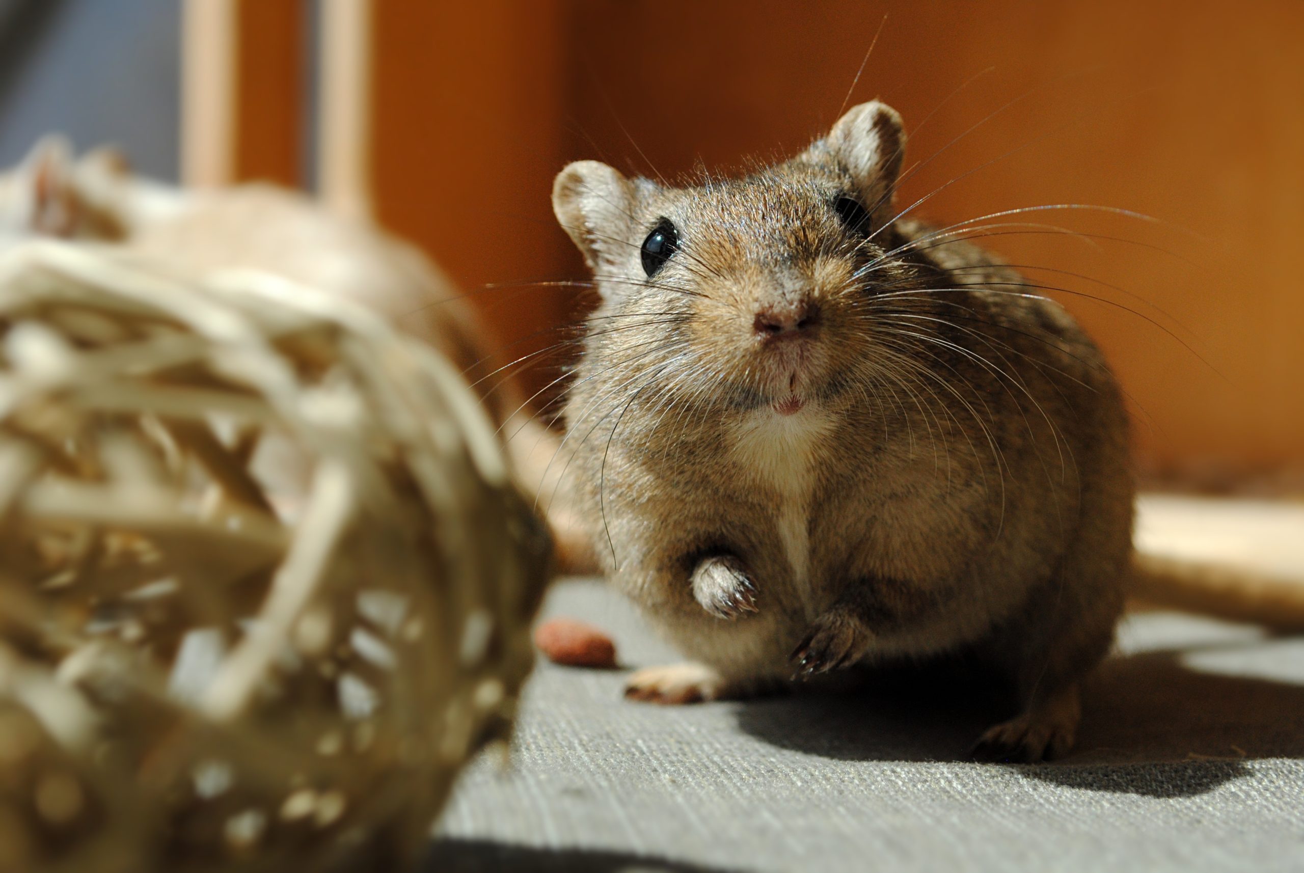 Gerbils Vs. Hamsters: What's The Difference