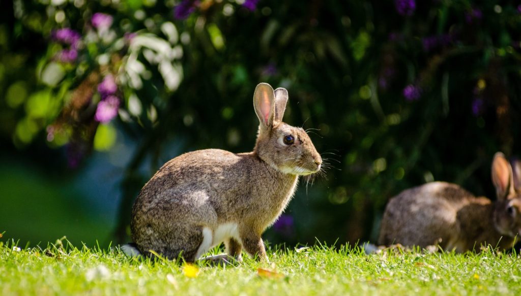 european-rabbit-1145314-raleigh-pet-sitters