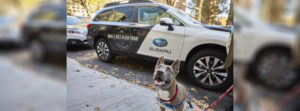 subaru-encourages-dog-lovers-everywhere-to-enjoy-the-great-outdoors-with-their-dogs-null-hr