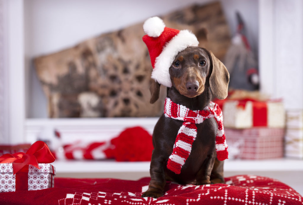 Canadian Animal Health Institute-Why pets make terrible Christma