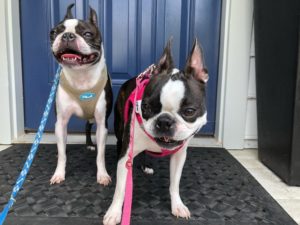 We're hiring dog walkers - picture of two dogs on leashes.