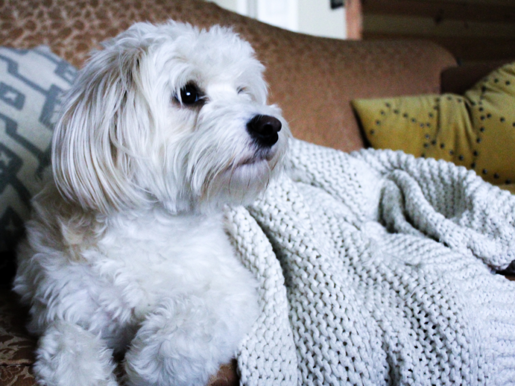 What to watch with your pet - picture of dog watching tv.