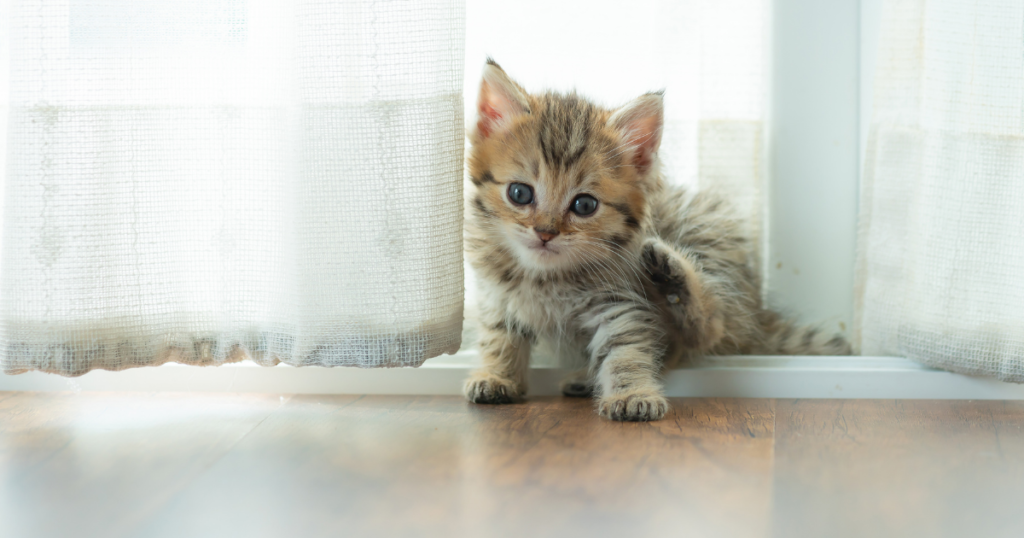 Picture of kitten playing in curtains