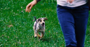 Image of healthy puppy running in the grass with its owner.