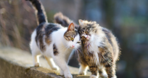 Two cats walking together and being affectionate