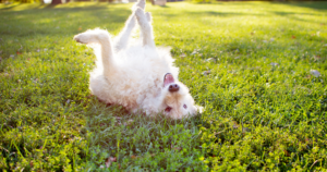 image of dog in grass to go along with blog post called understanding heartworms and your dog