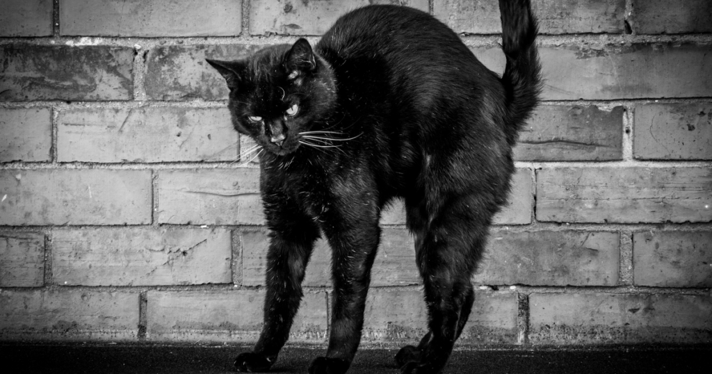 black cat for Halloween