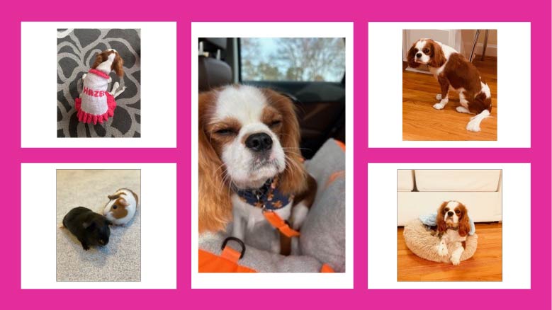 Hazel, our lovable purebred Cavalier King Charles Spaniel